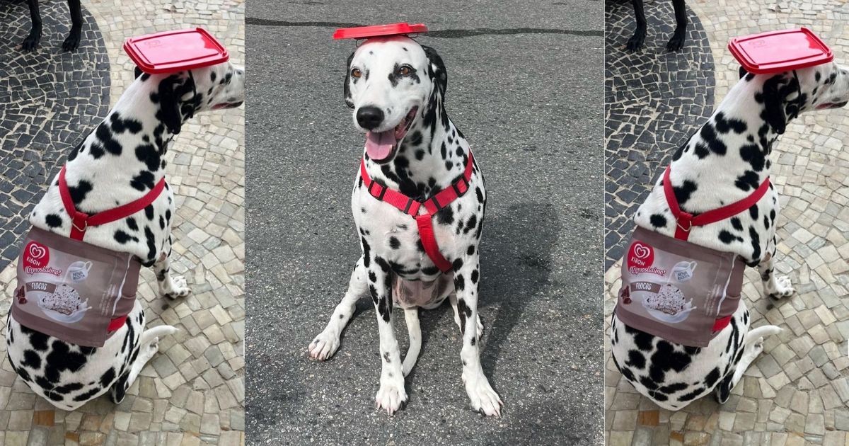 A Dálmata Florzinha se fantasiou de sorvete de flocos no Carnaval pet (Créditos: Instagram/@florzinham1)