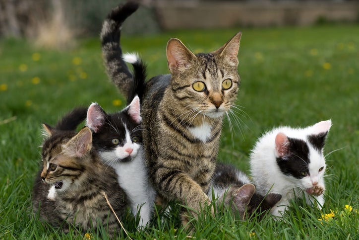 Dia Mundial do Gato: adotar um pet pode trazer inúmeros benefícios para a sua vida
