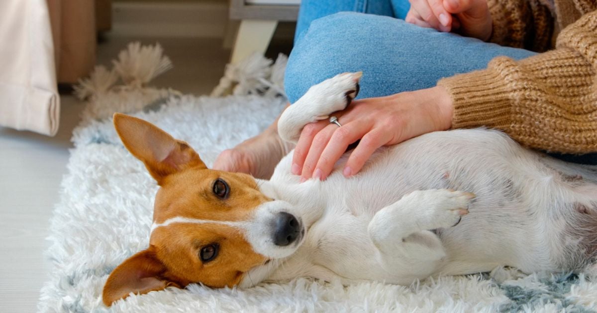 A hepatomegalia em cães é um sintoma em que ocorre aumento do volume do fígado