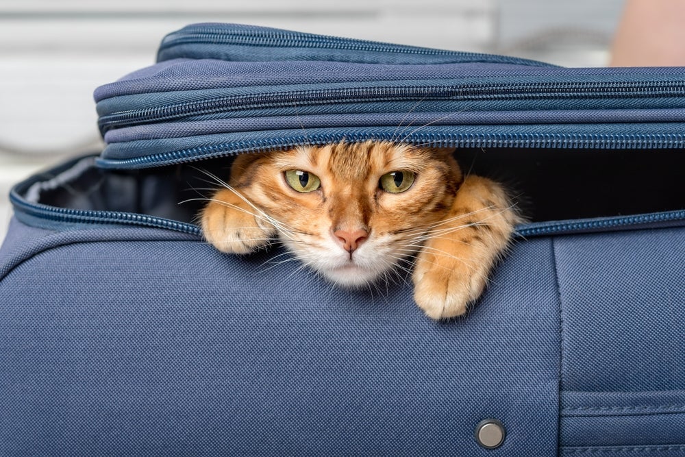 Hotel para gatos ou cat sitter: veja em infográfico os prós e contras de cada opção para deixar seu pet quando viajar