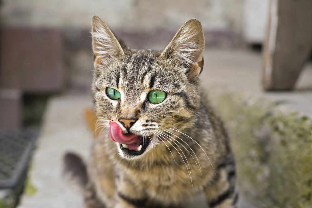  A língua do gato tem várias funções importantes para a rotina do felino