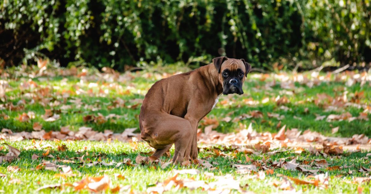 O que significa quando o cachorro fica girando? Comportamento tem explicação científica!