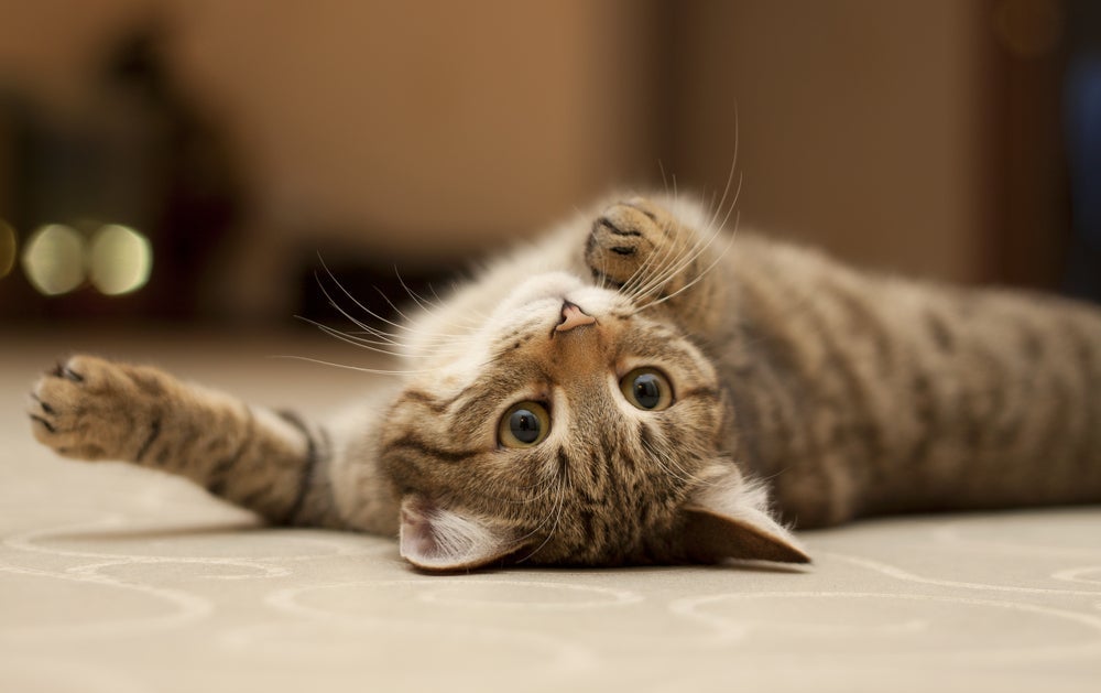 Você conhece seu gato? Veja o infográfico e descubra seu nível de conhecimento sobre os cuidados e personalidade felina