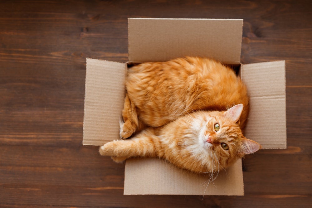 A caixa de papelão para gatos é um objeto que atrai a maioria dos felinos por diferentes razões