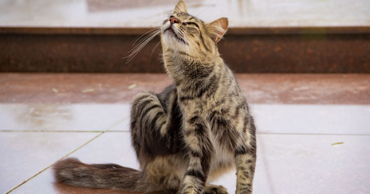 A pulga de gato é um problema mais comum que se imagina, por isso é importante saber prevenir