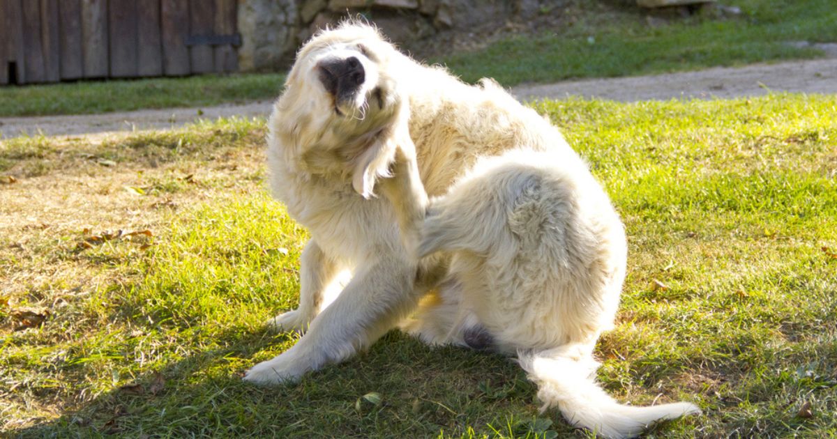 Tanto a pulga quanto o carrapato em cachorro precisa de maior atenção no verão