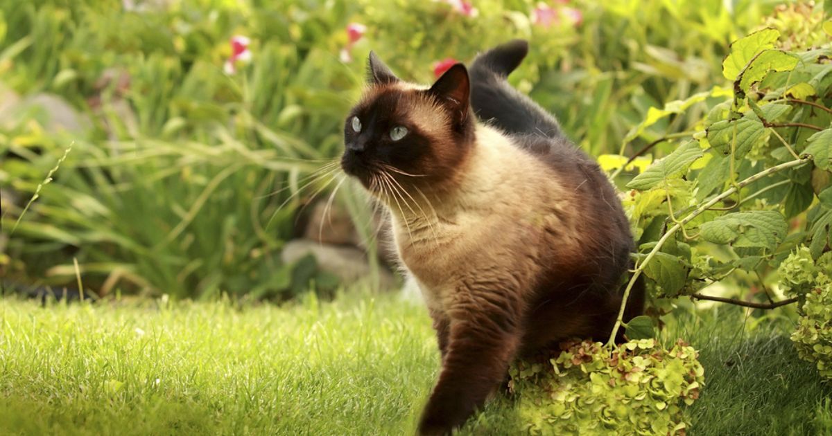 O gato Siamês é muito ativo, comunicativo e com várias qualidades que buscamos em um bichano