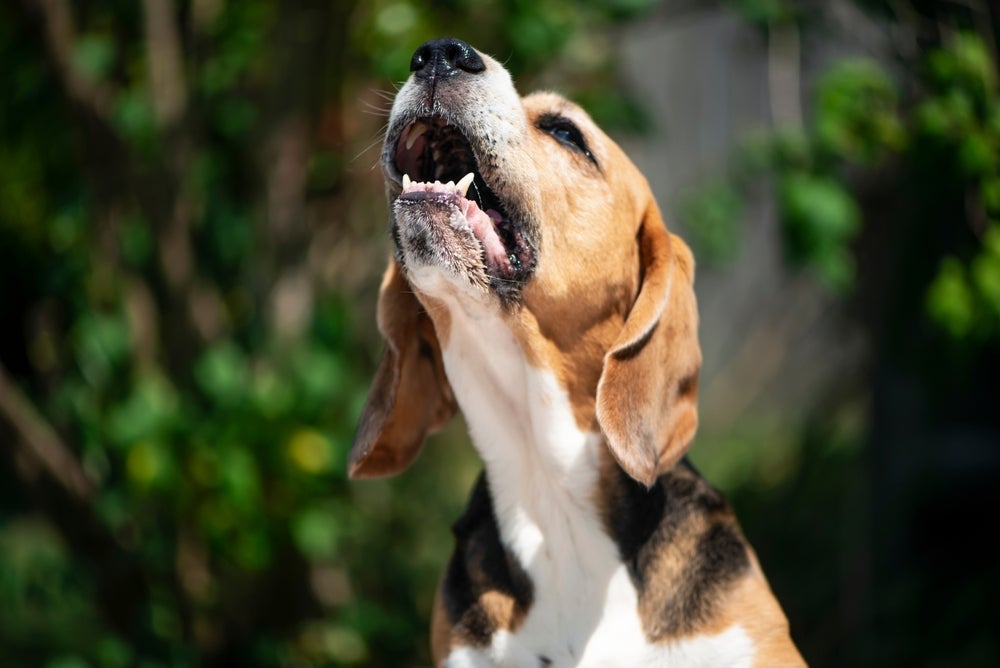 Sons de cachorro: conheça 5 barulhos que os cães fazem e o que significam (com infográfico)