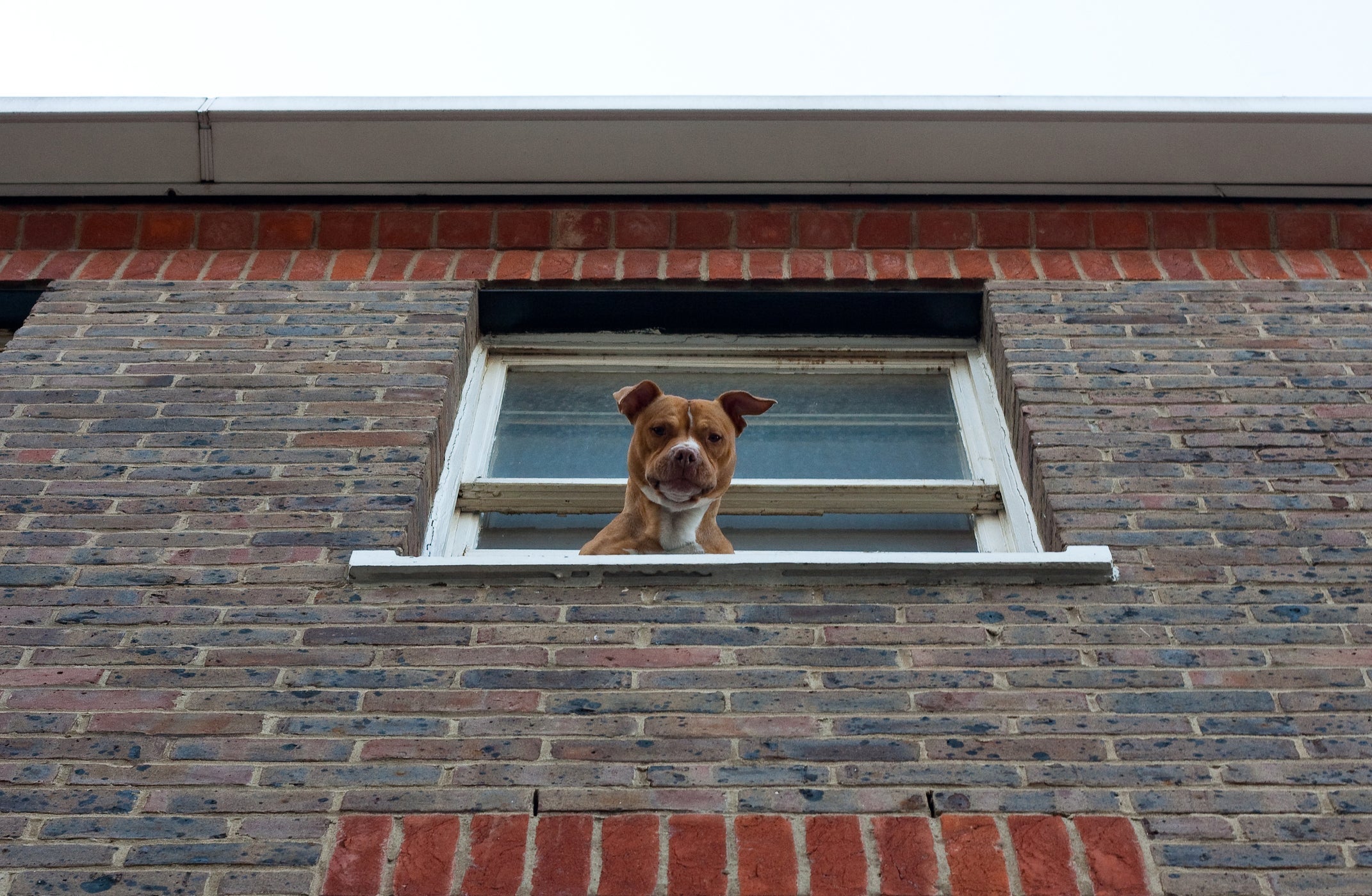 Confira dicas para evitar que o pet destrua a tela de proteção para cachorro 