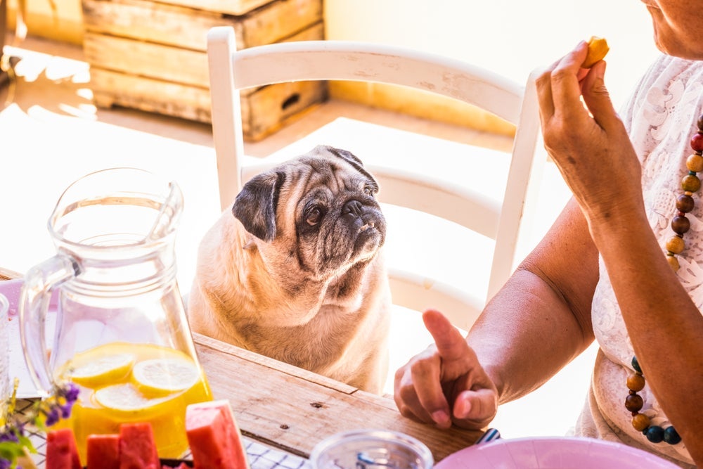  Saiba quais são os alimentos que cachorro não pode comer mais perigosos