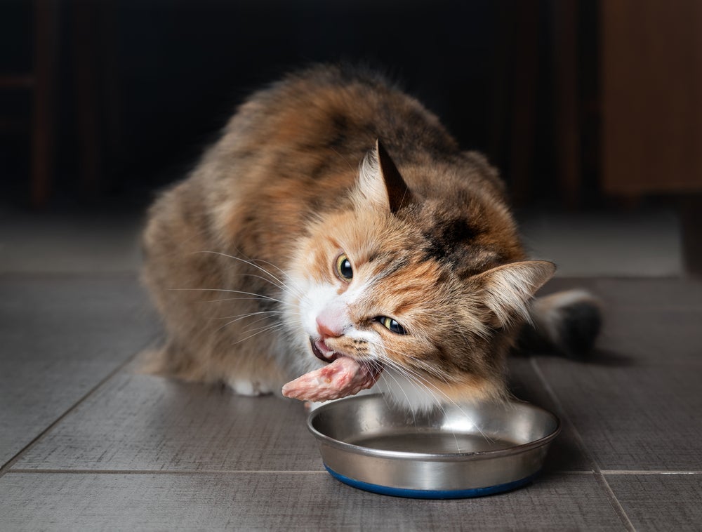 Os ossos são um perigo para os pets e está na lista dos alimentos que gato não pode comer 