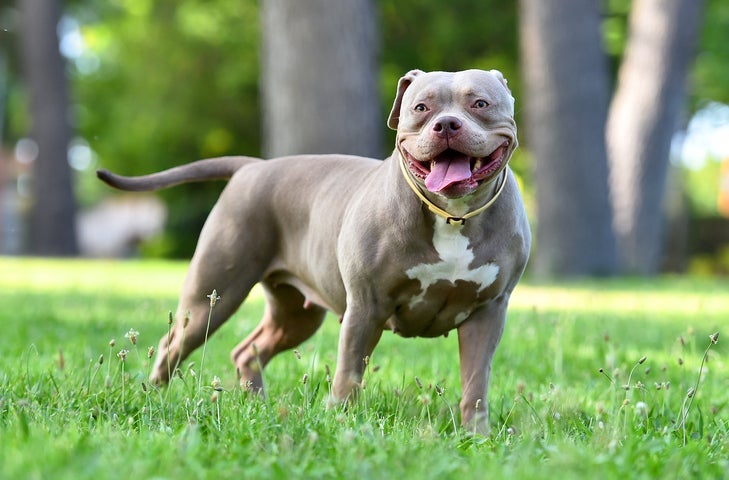 O American Bully é um cachorro que parece Pitbull, mas ele tem suas próprias características