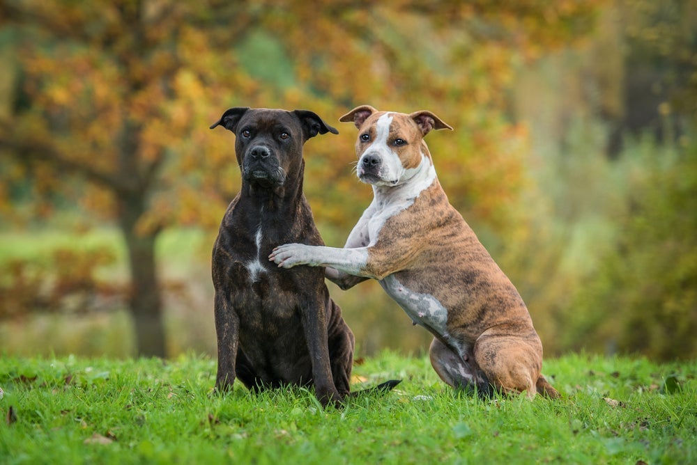 Staffordshire Terrier: saiba tudo sobre essa raça de cachorro famosa por sua lealdade
