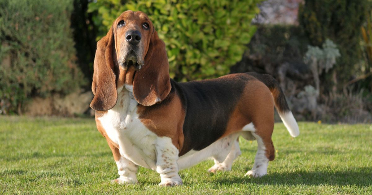 O cachorro Basset é incrivelmente calmo, dócil e amoroso. Saiba mais sobre esta raça e se apaixone!
