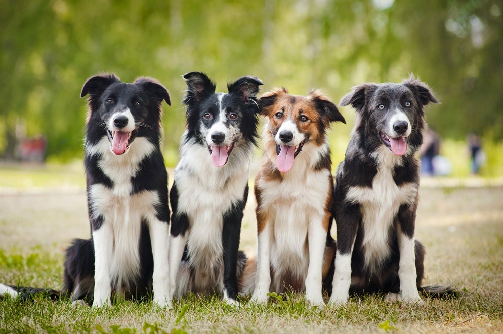 O Border Collie é conhecido por ser a raça mais inteligente do mundo