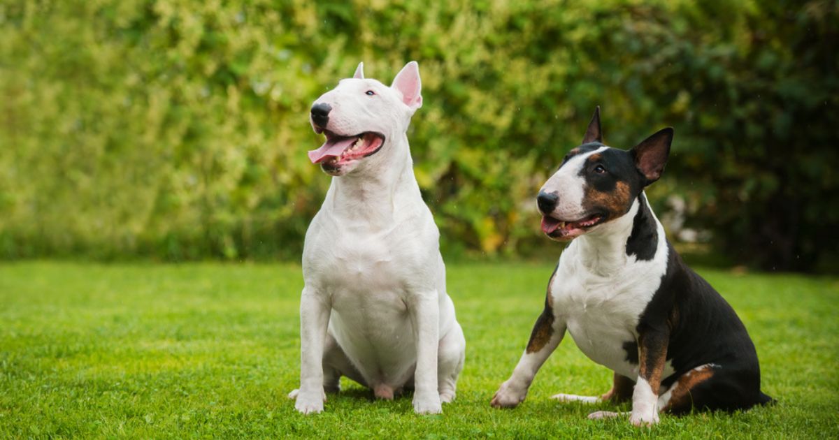 Bull Terrier: conheça mais sobre esse animal forte e carinhoso!