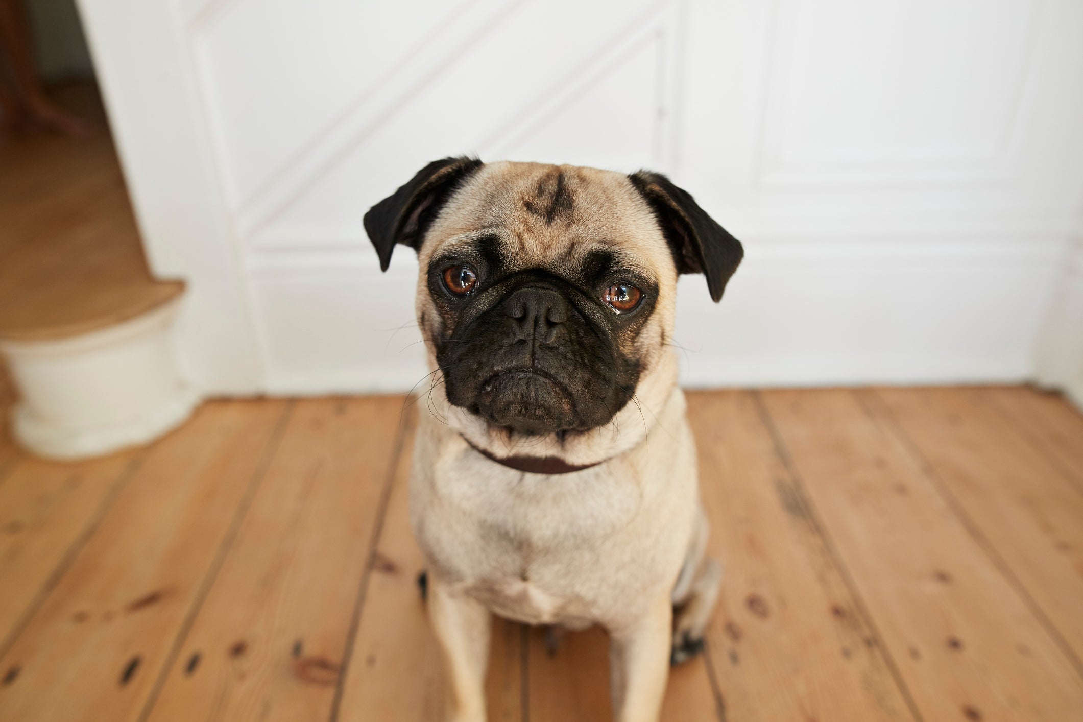 O cachorro triste expressa seus sentimentos de diferentes maneiras