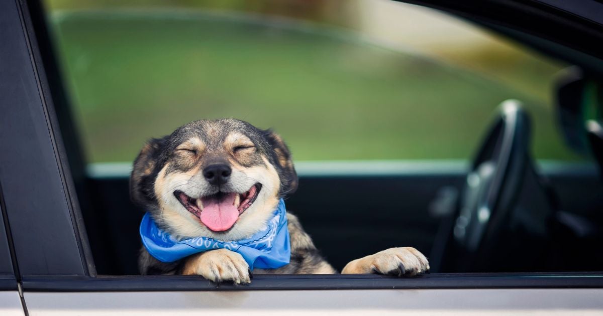 Conviver com um cachorro é uma verdadeira caixinha de surpresas