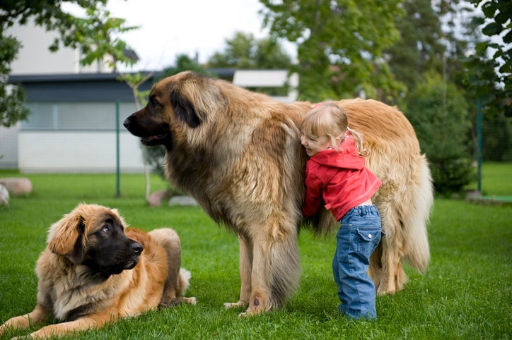 As raças de cachorro grande podem ser adoráveis e até calmos