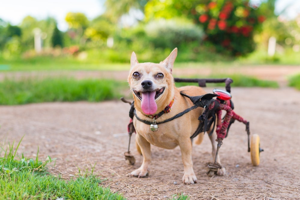 A cadeira de rodas para cachorro ajuda a dar mais qualidade de vida para pets com problemas de locomoção.