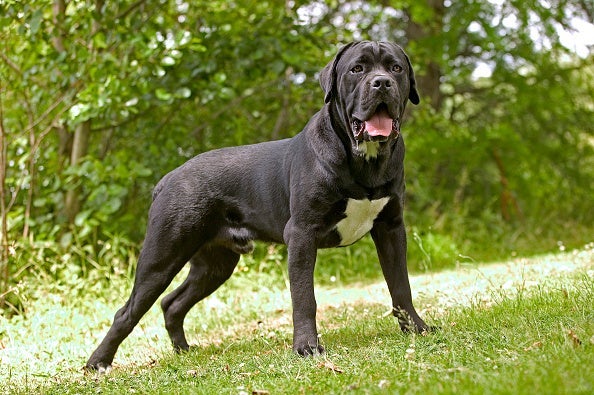 O Cane Corso é um cachorro grande em tamanho e amor!