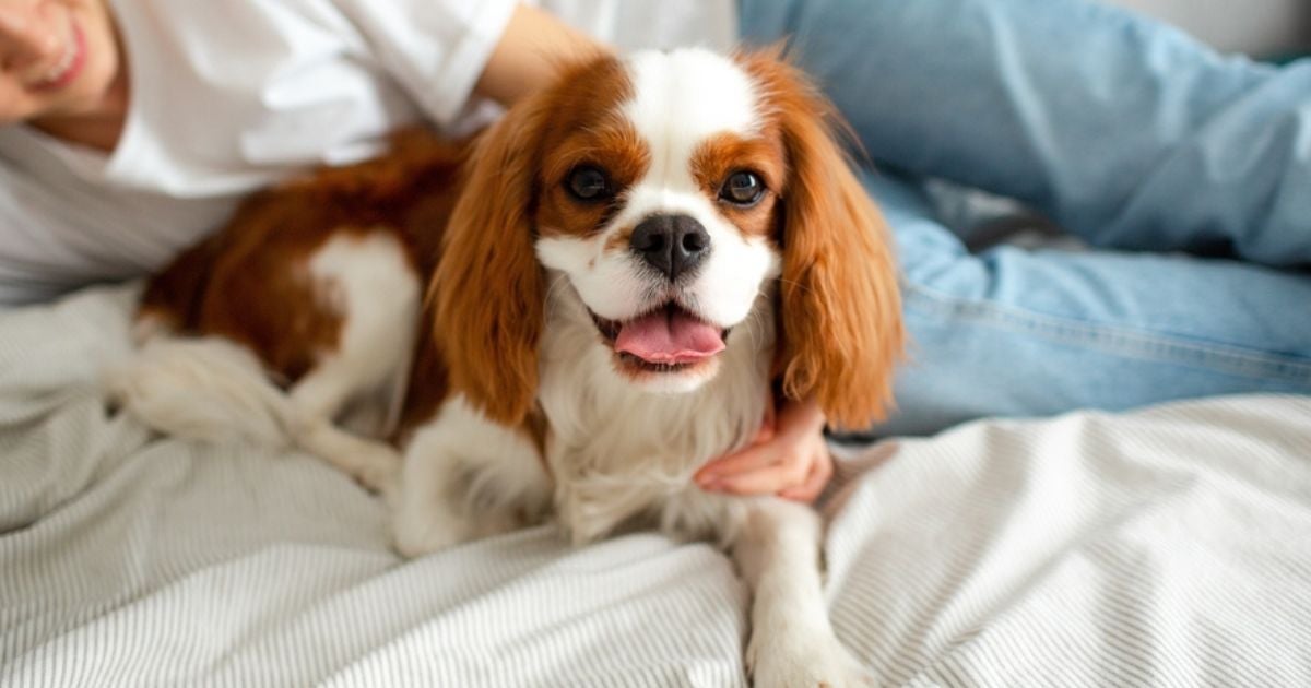 O Cavalier King Charles Spaniel é um cão amoroso, obediente e com várias outras qualidades