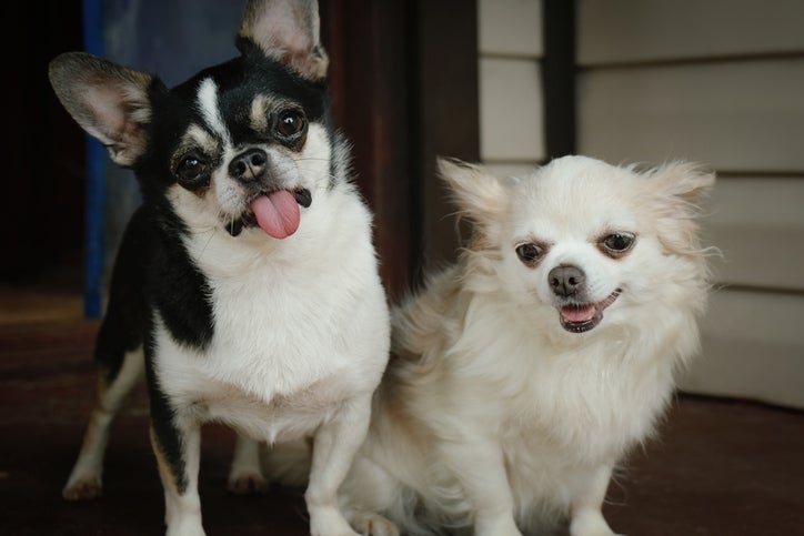 Chihuahua: pequeno, valente como um lobo, amável e muito protetor. Conheça mais esse cãozinho cheio de personalidade!
