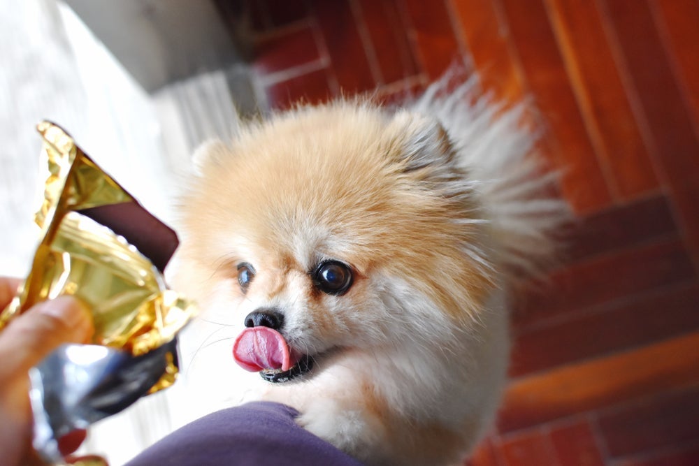  O chocolate para cachorro pode causar problemas gastrointestinais, falência dos rins e alterações cardiovasculares
