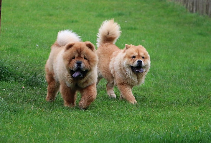 Chow Chow: conheça mais sobre o cachorro que parece um ursinho