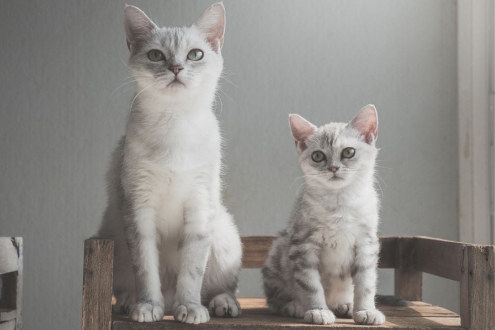 Ciclo de vida dos gatos: veja o infográfico e entenda todas as fases de desenvolvimento dos felinos