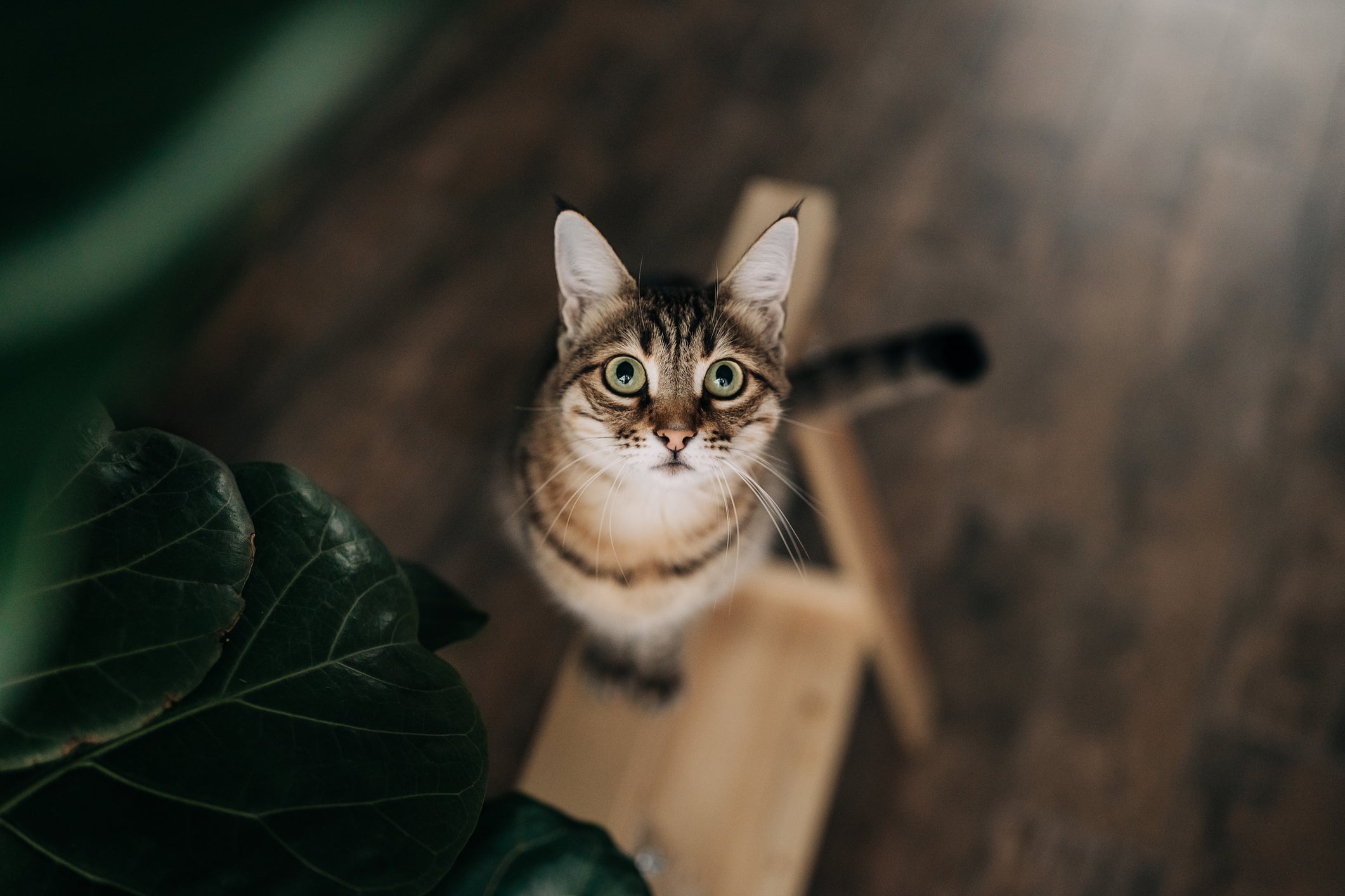 Veja a melhor maneira de como chamar um gato e não ser ignorado