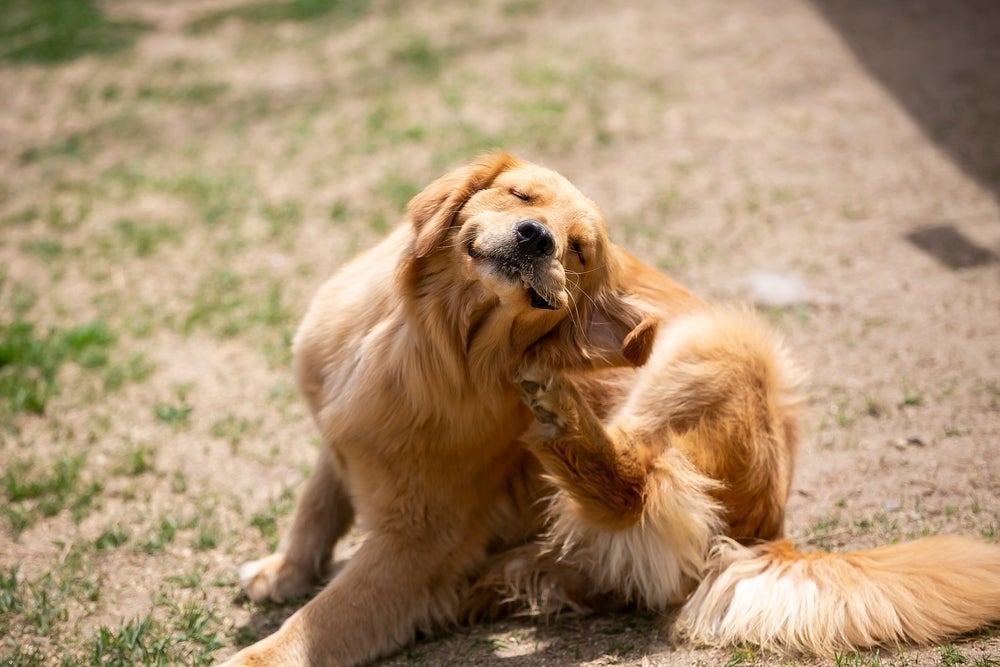 Conheça algumas dicas de como tirar carrapato de cachorro de forma fácil e segura para o animal