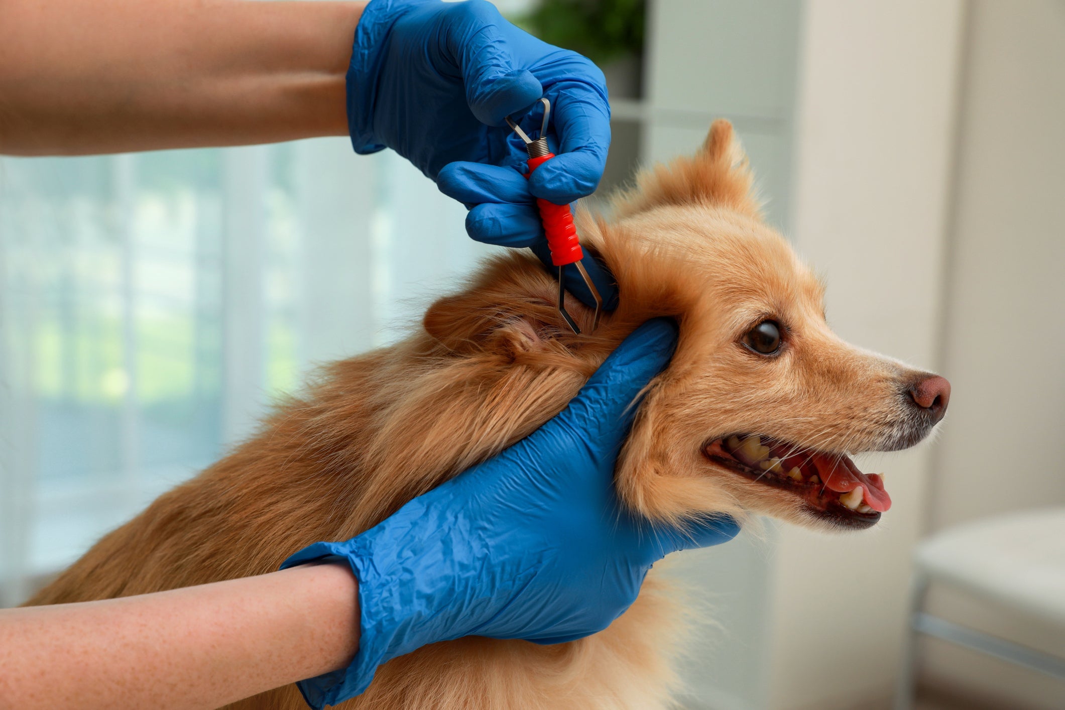 Saber exatamente como tirar carrapato de cachorro é importante para evitar a propagação de doenças 