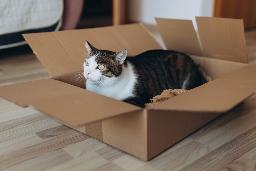 Comportamentos felinos como gostar de caixas de papelão, zoomies e trazer presentinhos têm explicações curiosas