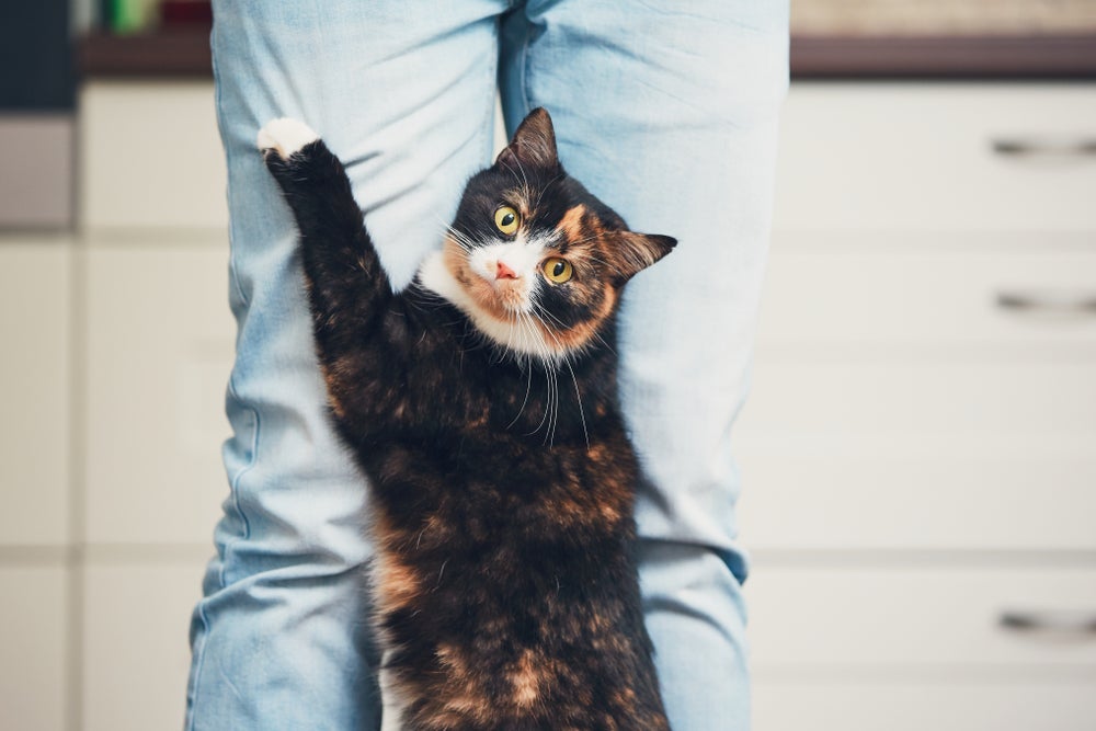 Conheça os mitos e verdade sobre o comportamento do gato