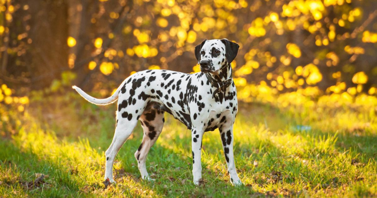 Dálmata: um cachorro de raça grande conhecido pela lealdade e inteligência