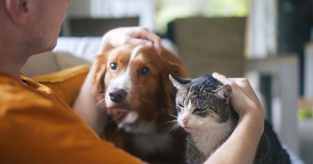O Dia Nacional dos Animais é celebrado em 14 de março e traz visibilidade para uma causa muito importante