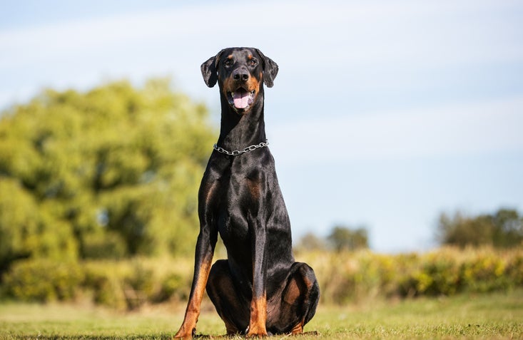 Doberman: conheça a raça de cachorro ideal para quem procura um amigo leal e protetor