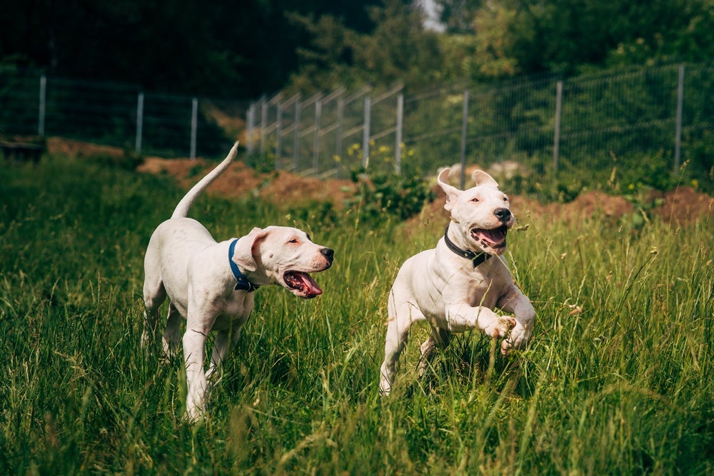 O Dogo Argentino é um cachorro que tem tudo para conquistar seu coração! Saiba mais sobre ele