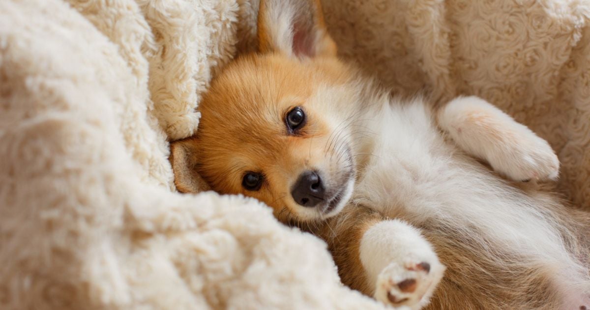 Fotos de filhotes de cachorro fazem qualquer um se apaixonar com tanta fofura
