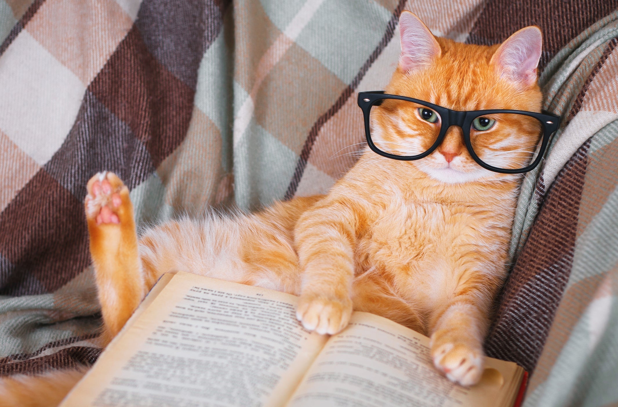 Um gato inteligente é adaptável, sociável, curioso e observador