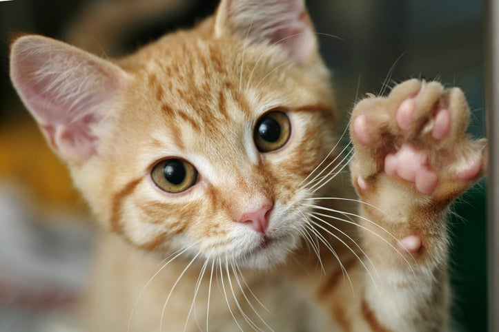 Gatos laranjas são mais agitados do que outros felinos?