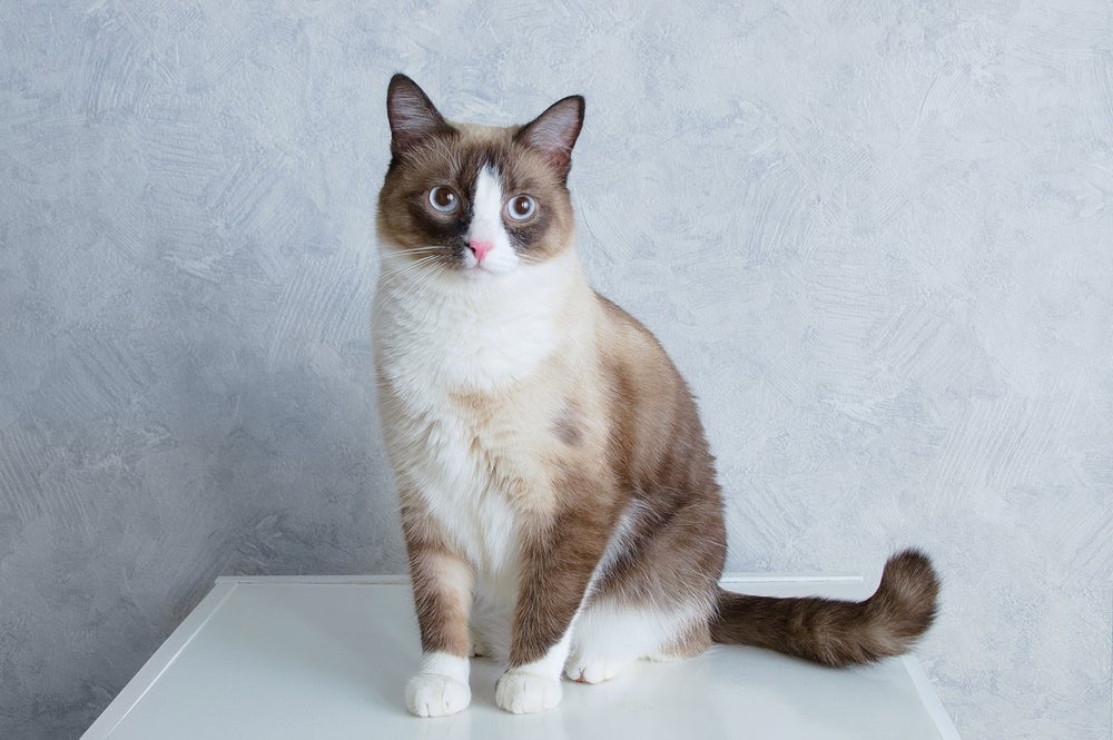 O gato Snowshoe é uma raça recente com características adoráveis