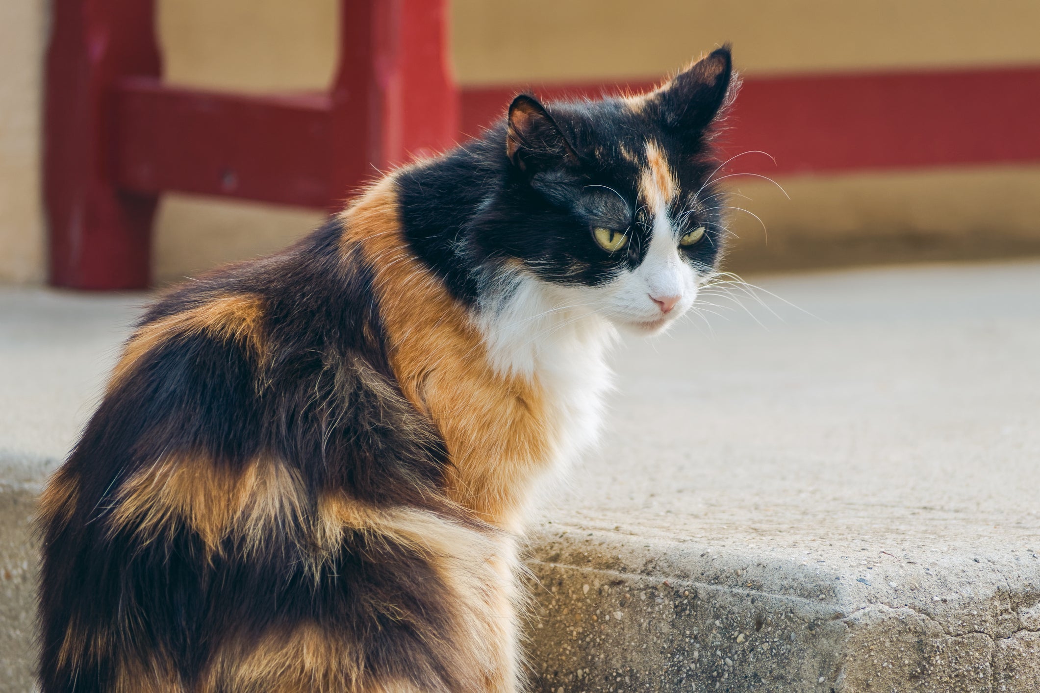 Qual a probabilidade de um gato tricolor ser macho? Entenda se é possível ou se todos os bichanos de 3 cores são fêmeas. 
