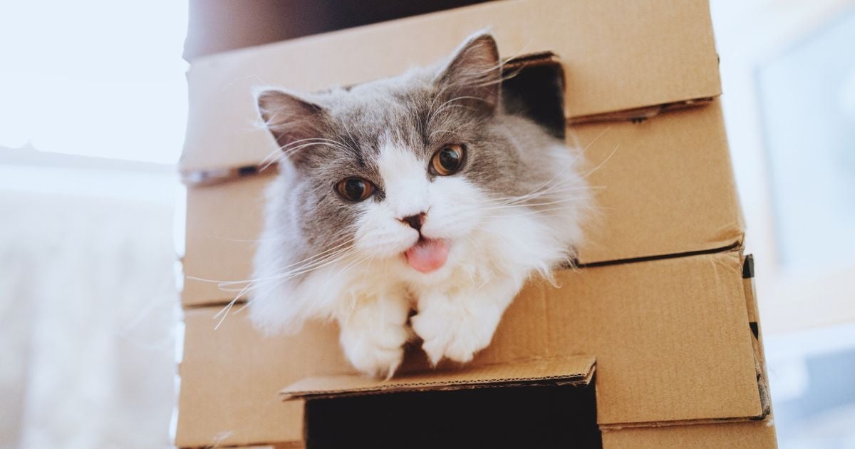 Os gatos têm comportamentos felinos super curiosos e típicos da espécie