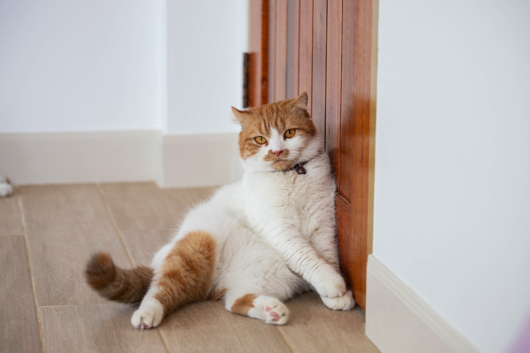 Gatos sentem saudades quando o dono está fora e ficam esperando ele voltar
