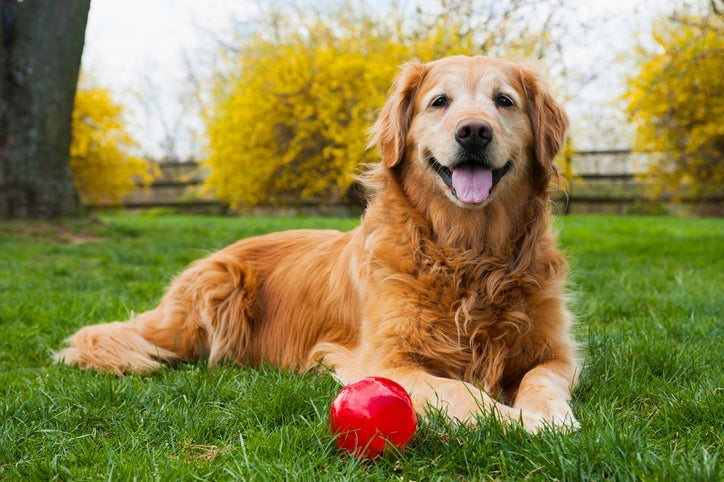 O Golden Retriever é um cachorro grande e peludo bastante popular por aqui
