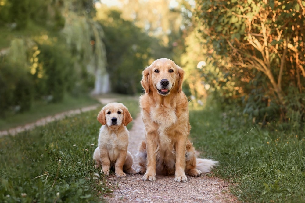O ciclo de vida do Golden Retriever da fase de filhote à terceira idade (com infográfico)