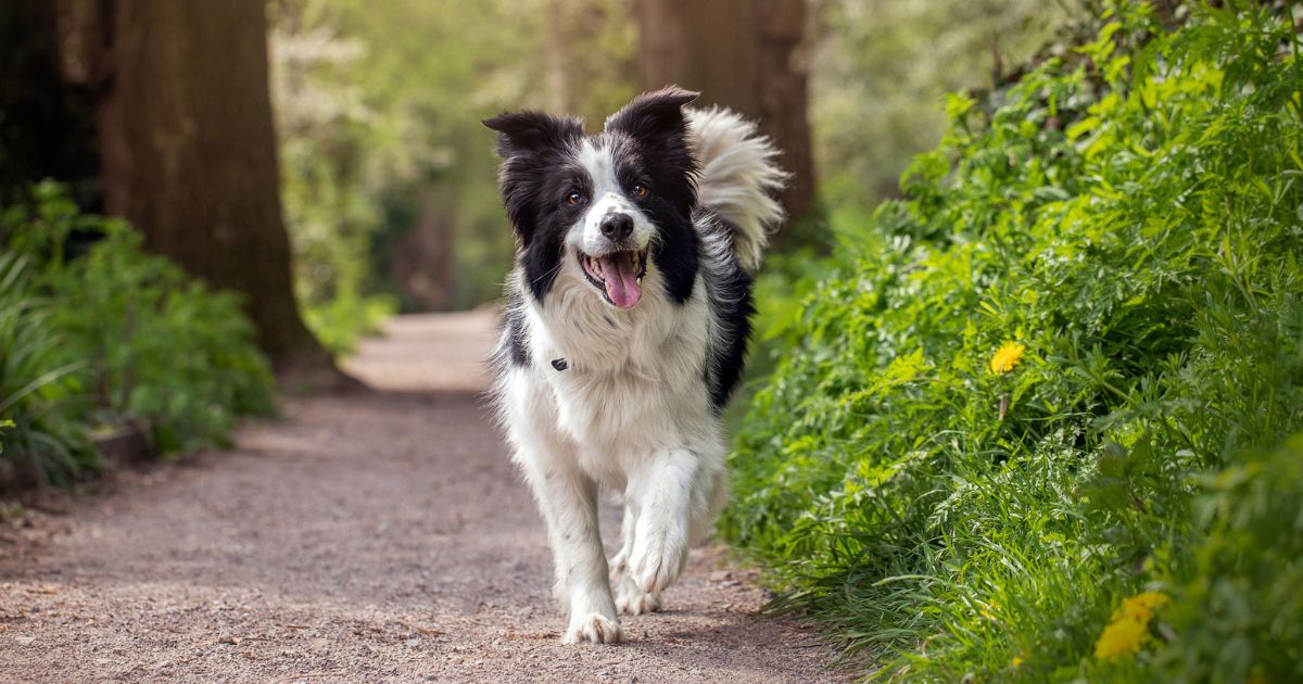 Aprenda como calcular a idade de cachorro na escala humana de uma vez por todas com este infográfico