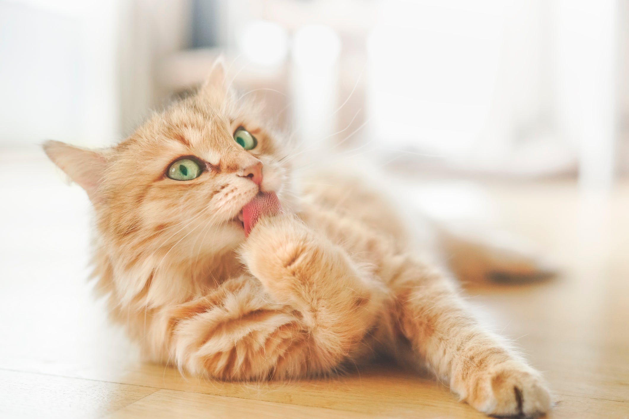Como calcular a idade humana dos gatos? Veja o infográfico e aprenda!